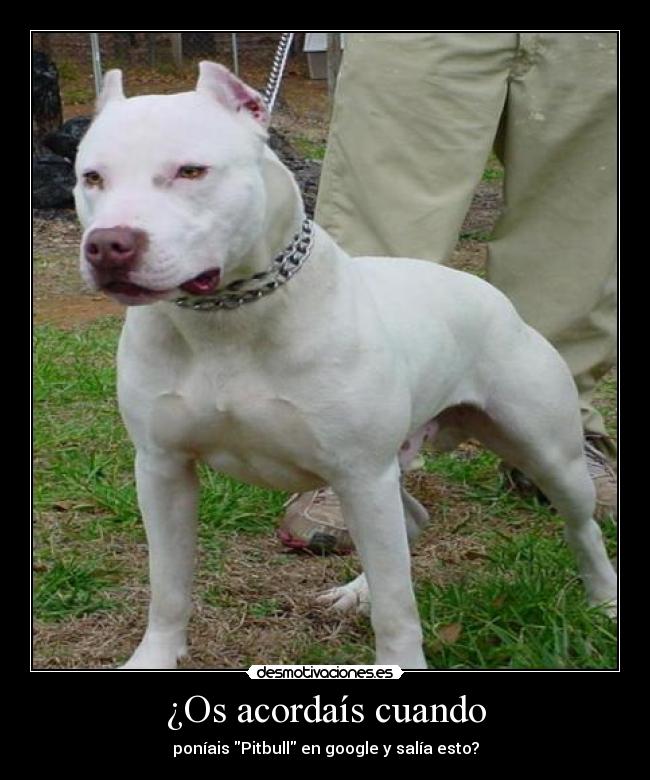 ¿Os acordaís cuando - poníais Pitbull en google y salía esto?