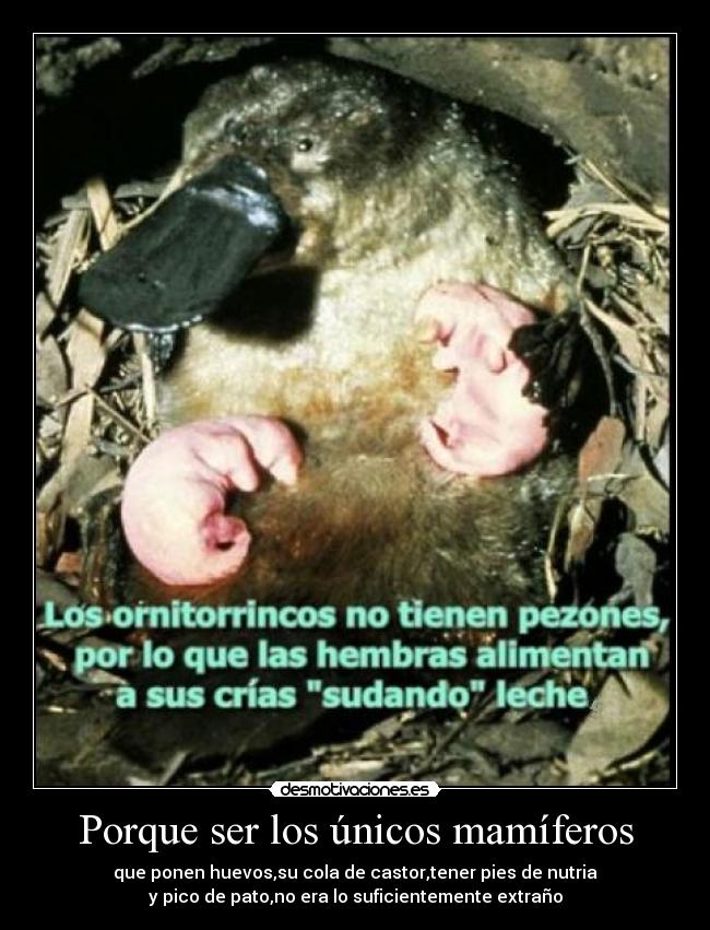 carteles sorry for party rocking imaxi joder con perry signodepregunta desmotivaciones