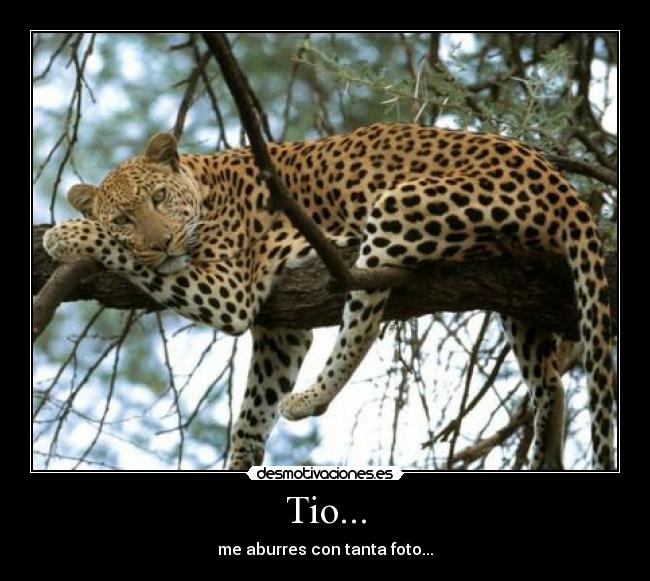 Tio... - 