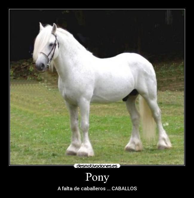 Pony - A falta de caballeros ... CABALLOS
