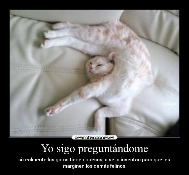 Yo sigo preguntándome - si realmente los gatos tienen huesos, o se lo inventan para que les
marginen los demás felinos.