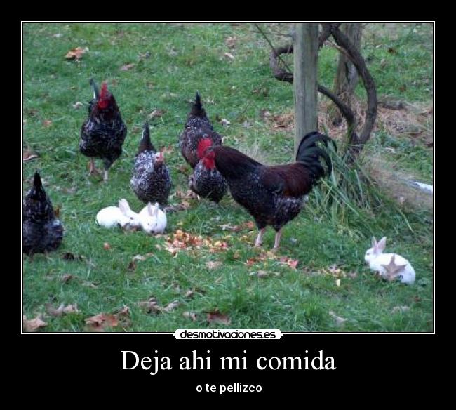 Deja ahi mi comida -