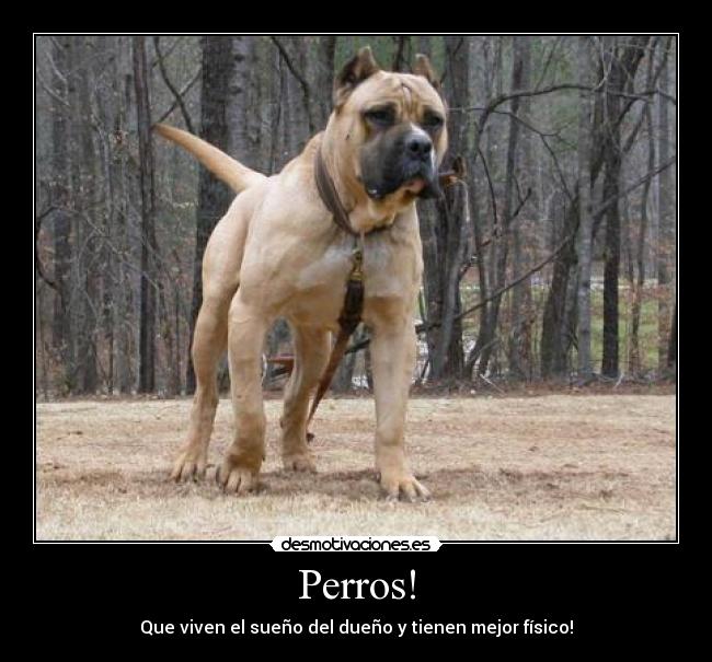 Perros! - Que viven el sueño del dueño y tienen mejor físico!