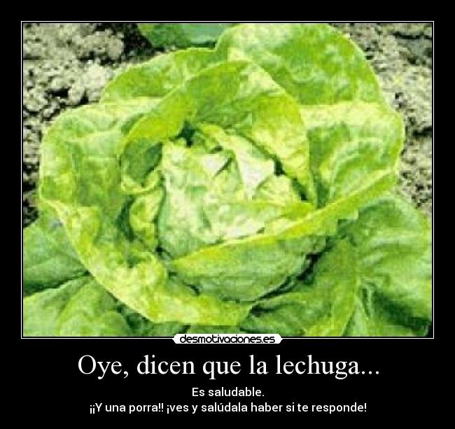 Oye, dicen que la lechuga... -