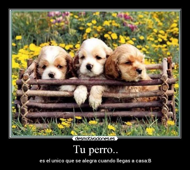Tu perro.. -