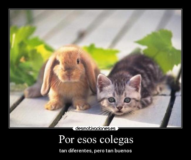 Por esos colegas - tan diferentes, pero tan buenos