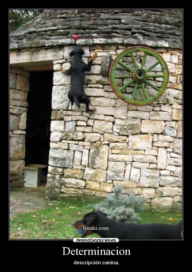 Determinacion - descripción canina.