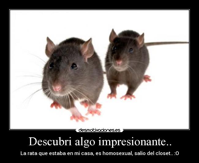 carteles ratas homosexualismo gays chistes sarcasmo desmotivaciones