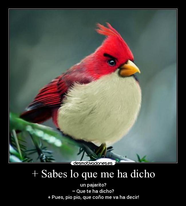 + Sabes lo que me ha dicho - un pajarito?
– Que te ha dicho?
+ Pues, pio pio, que coño me va ha decir!