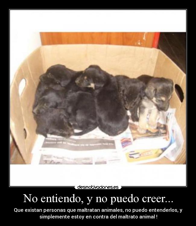 No entiendo, y no puedo creer... - 