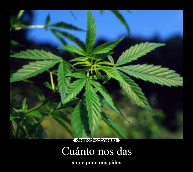 carteles thanatoslothar cannabis desmotivaciones