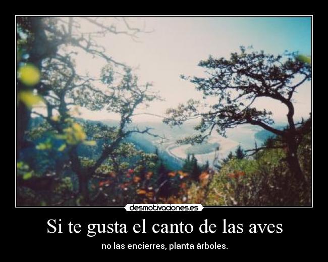 Si te gusta el canto de las aves - no las encierres, planta árboles.