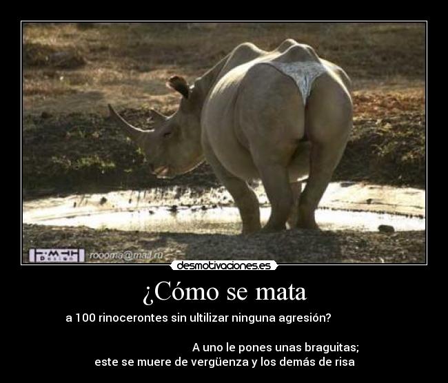 ¿Cómo se mata - a 100 rinocerontes sin ultilizar ninguna agresión?
A uno le pones unas braguitas;
este se muere de vergüenza y los demás de risa
