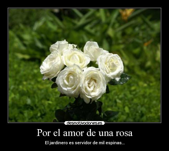 Por el amor de una rosa - El jardinero es servidor de mil espinas...