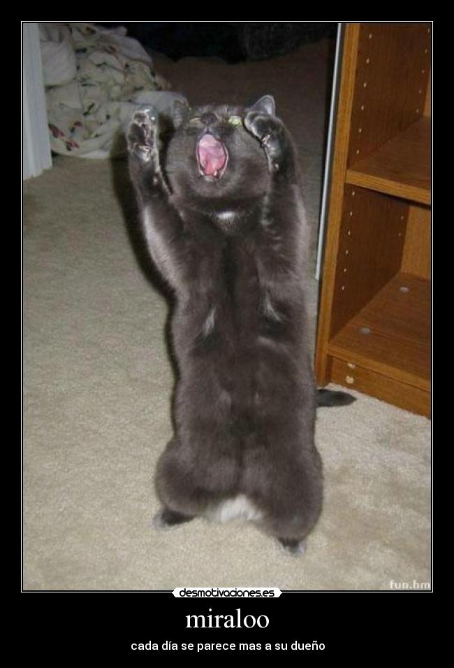 miraloo - cada día se parece mas a su dueño