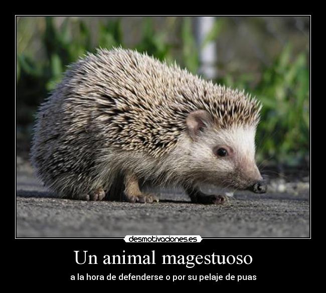 Un animal magestuoso - a la hora de defenderse o por su pelaje de puas