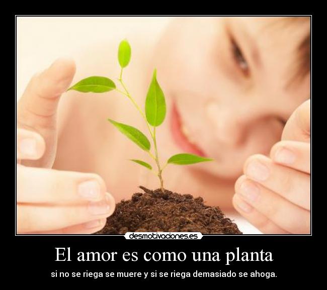 El amor es como una planta - si no se riega se muere y si se riega demasiado se ahoga.
