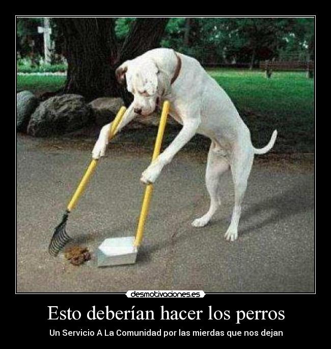 Esto deberían hacer los perros - Un Servicio A La Comunidad por las mierdas que nos dejan