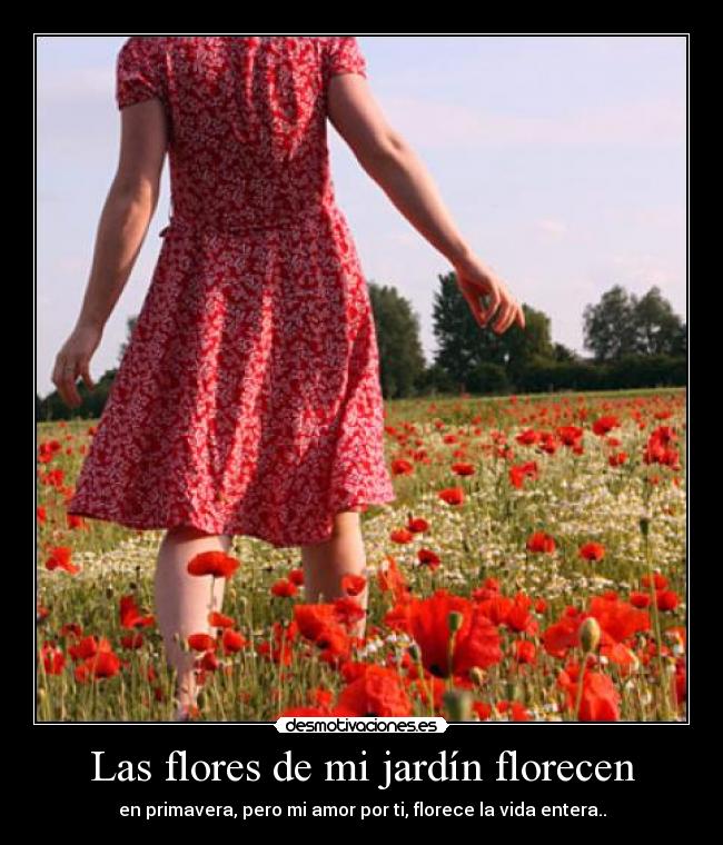 Las flores de mi jardín florecen - 