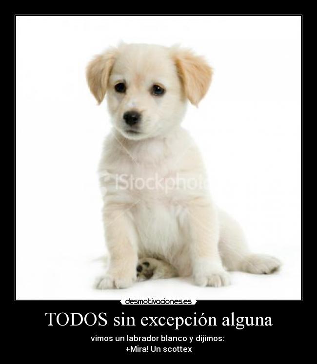 TODOS sin excepción alguna - vimos un labrador blanco y dijimos:
+Mira! Un scottex