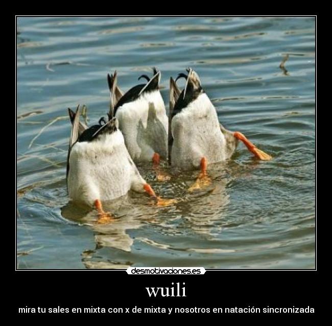 wuili - mira tu sales en mixta con x de mixta y nosotros en natación sincronizada