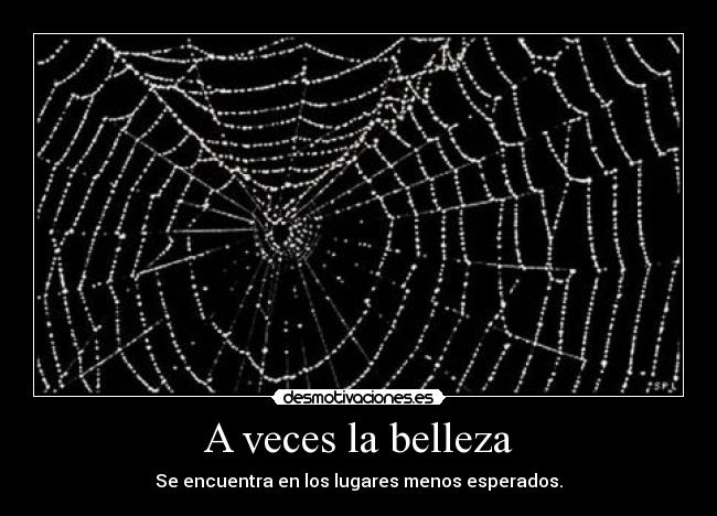 A veces la belleza - Se encuentra en los lugares menos esperados.