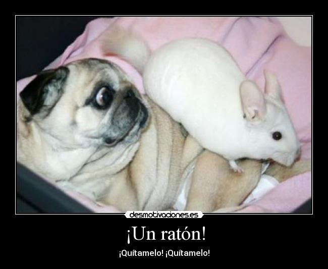 ¡Un ratón! -