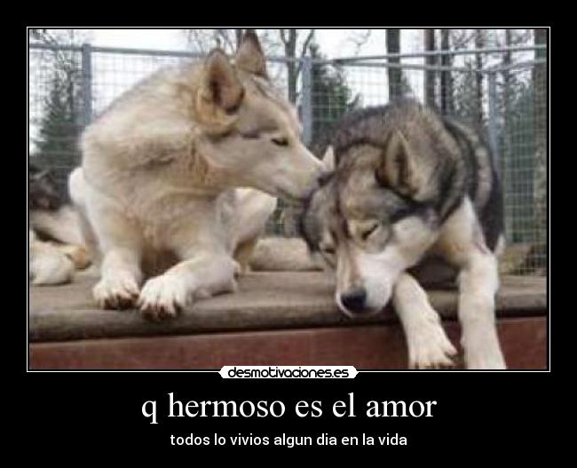 q hermoso es el amor - 
