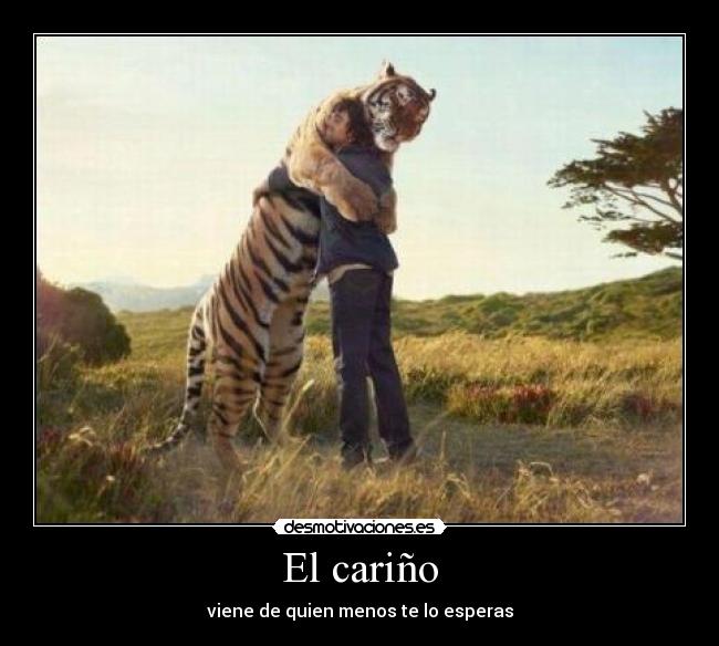 carteles carino desmotivaciones