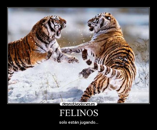 FELINOS -