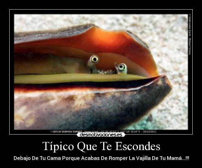 Típico Que Te Escondes - Debajo De Tu Cama Porque Acabas De Romper La Vajilla De Tu Mamá...!!!