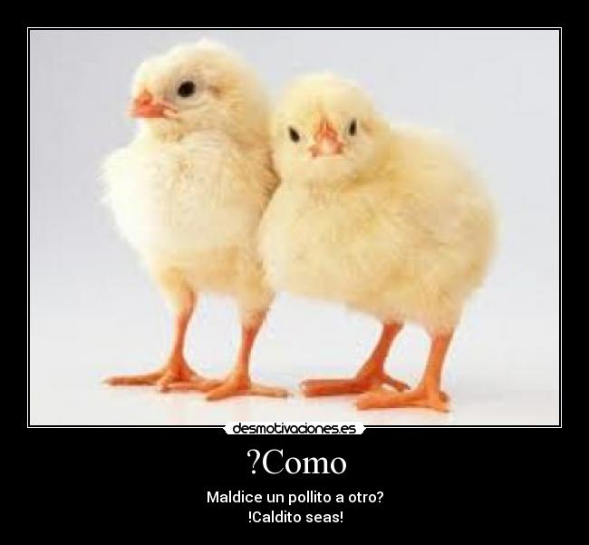 ?Como - Maldice un pollito a otro?
!Caldito seas!