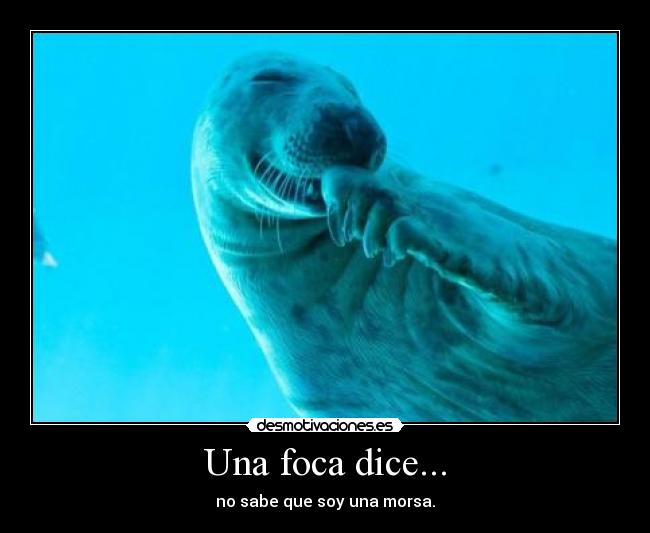 Una foca dice... - 