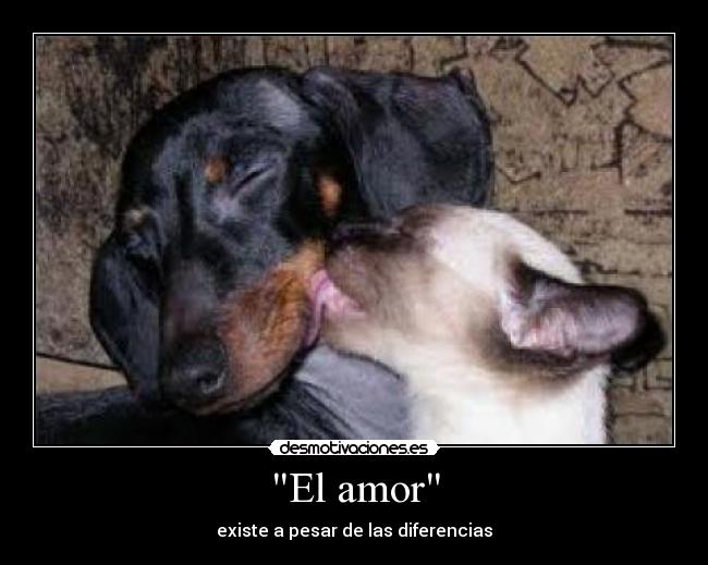 El amor -