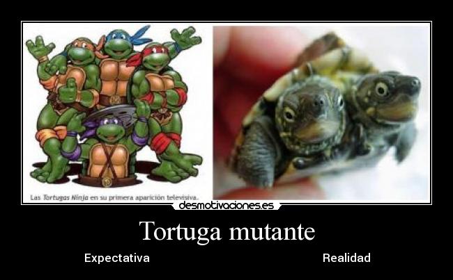 Tortuga mutante - Expectativa                                                              Realidad