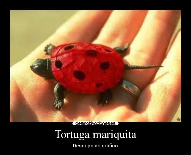 Tortuga mariquita -