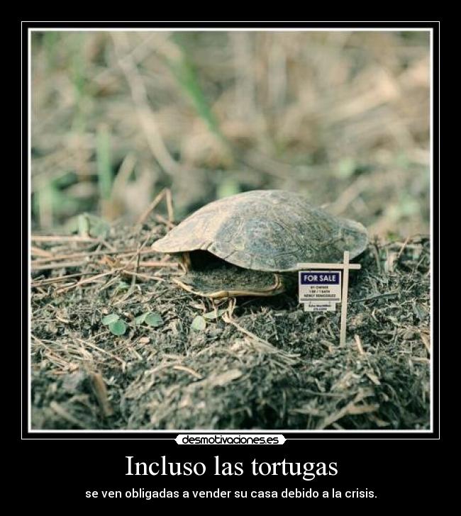 Incluso las tortugas -