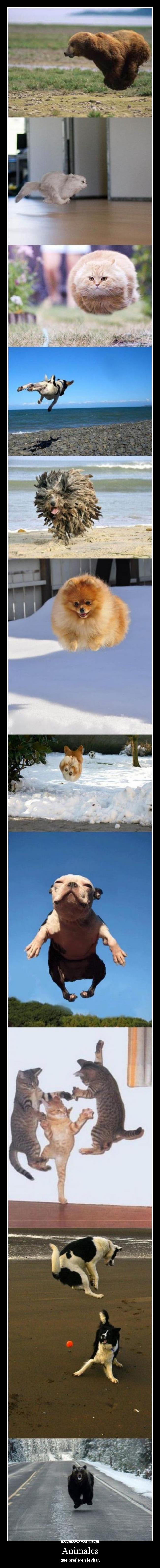 carteles animales lol que malo desmotivaciones