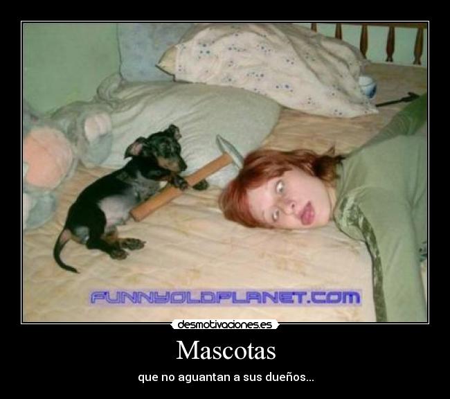 Mascotas - 