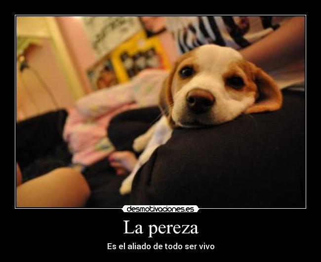 La pereza - Es el aliado de todo ser vivo