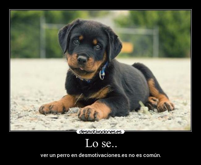 Lo se.. - ver un perro en desmotivaciones.es no es común.