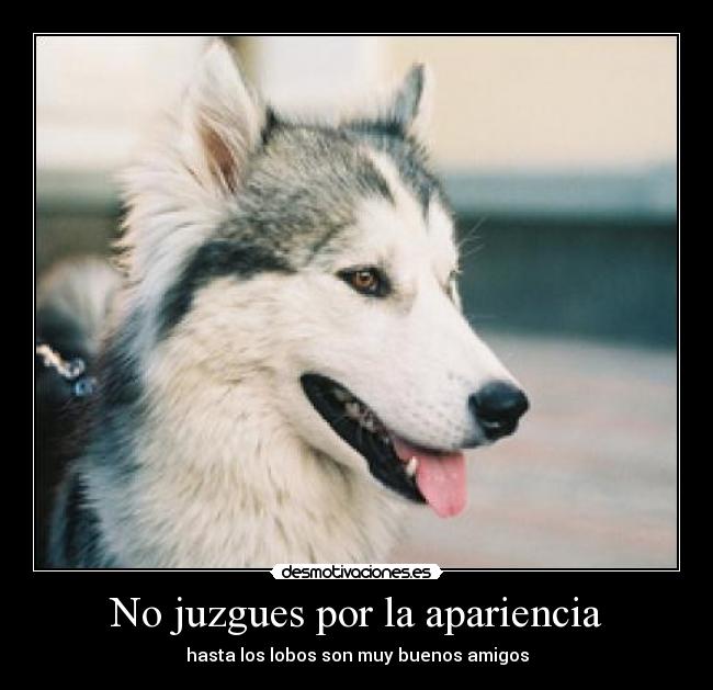 No juzgues por la apariencia - hasta los lobos son muy buenos amigos