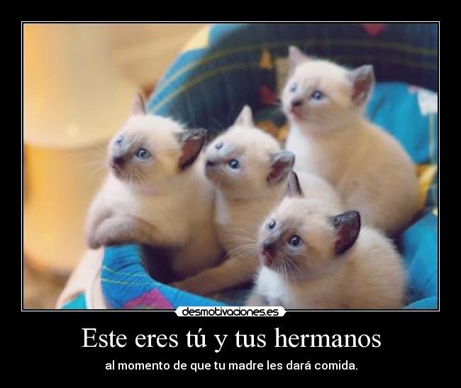 Este eres tú y tus hermanos - 