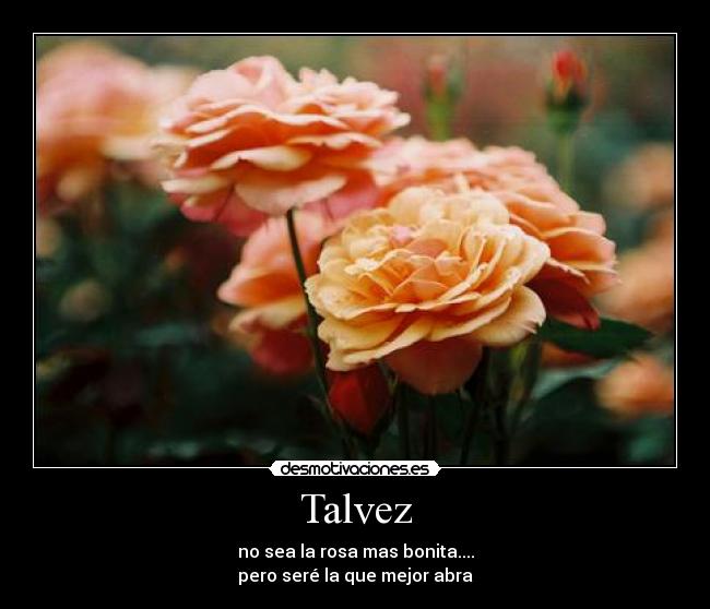 Talvez - no sea la rosa mas bonita....
pero seré la que mejor abra