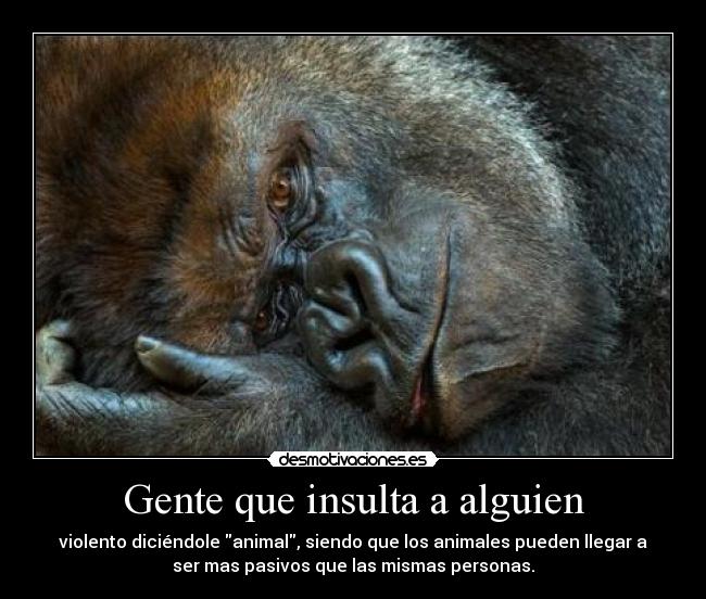 carteles animal gorila hermoso pasivo tranquilo persona violenta desmotivaciones
