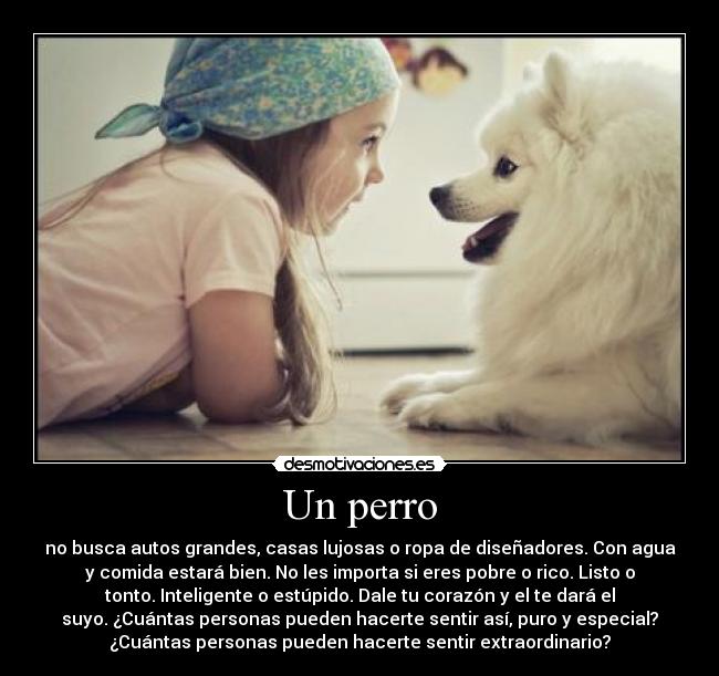 Un perro - no busca autos grandes, casas lujosas o ropa de diseñadores. Con agua
y comida estará bien. No les importa si eres pobre o rico. Listo o
tonto. Inteligente o estúpido. Dale tu corazón y el te dará el
suyo. ¿Cuántas personas pueden hacerte sentir así, puro y especial?
¿Cuántas personas pueden hacerte sentir extraordinario?