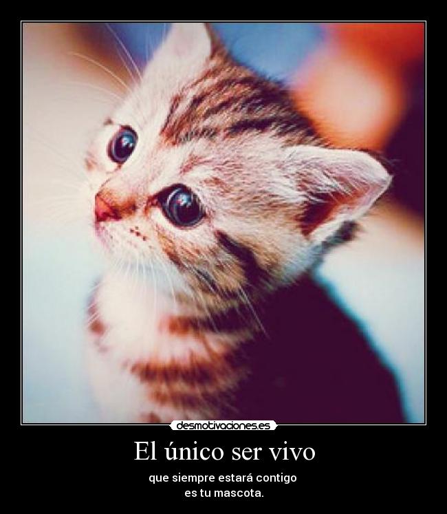 El único ser vivo - que siempre estará contigo
es tu mascota.