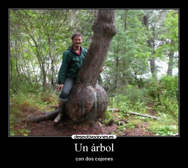 Un árbol - con dos cojones