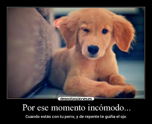 Por ese momento incómodo... - Cuando estás con tu perro, y de repente te guiña el ojo.