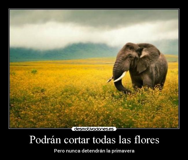 Podrán cortar todas las flores - Pero nunca detendrán la primavera